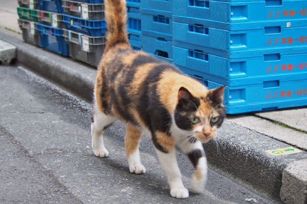 リコ　カブに接近中