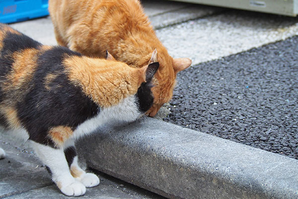 カブの食べてるところへ顔を突っ込むリコ