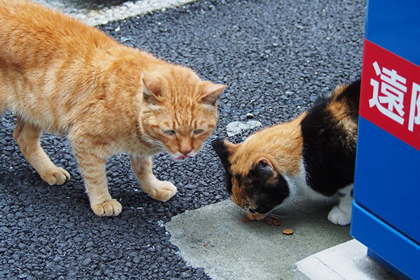 カリカリは要らないカブ