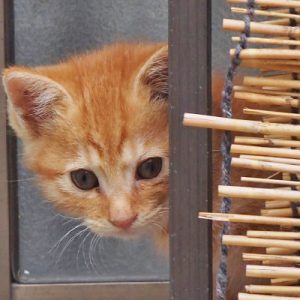 ginger kitten