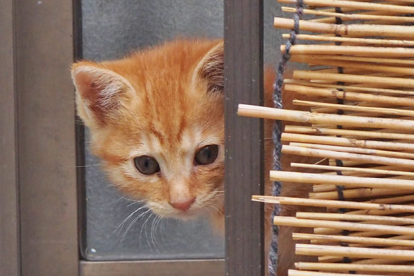 ginger kitten