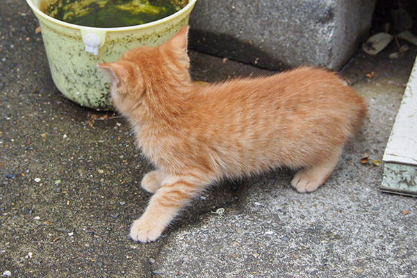 茶トラ仔猫　戻るのか