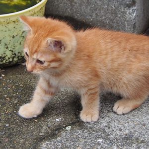 ginger kitten one step