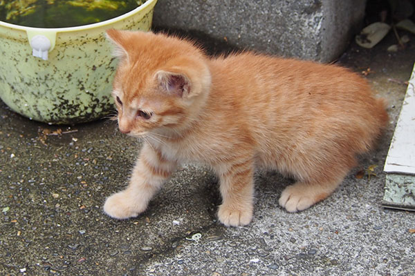 ginger kitten one step