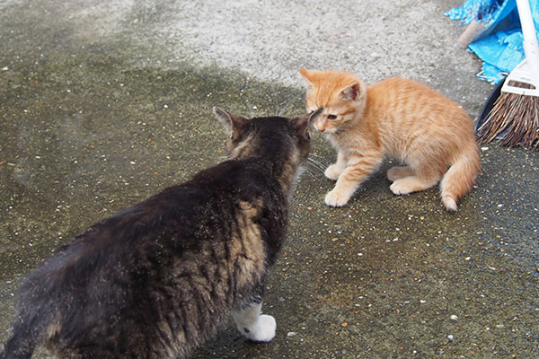 茶トラ仔猫　あっち行ってにゃ