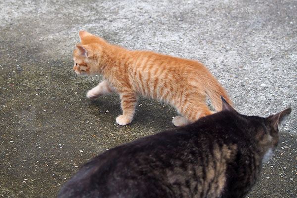 茶トラ仔猫　ボクが行くにゃ