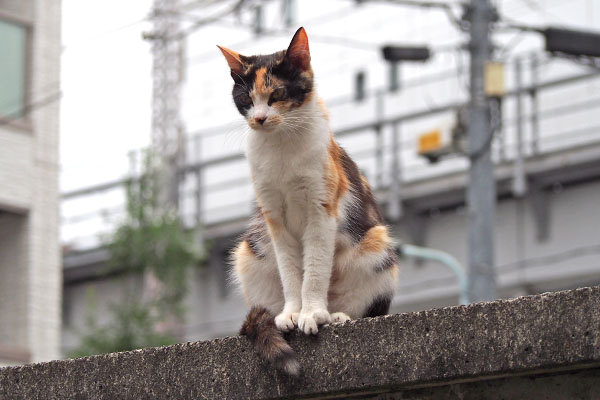 れもん　上からずっと見ていた