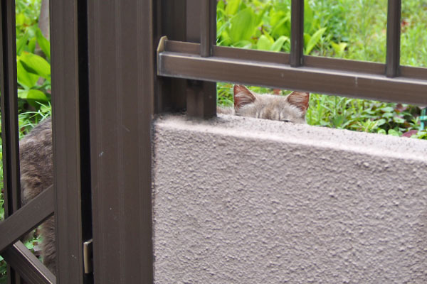 グリの頭と後ろ足