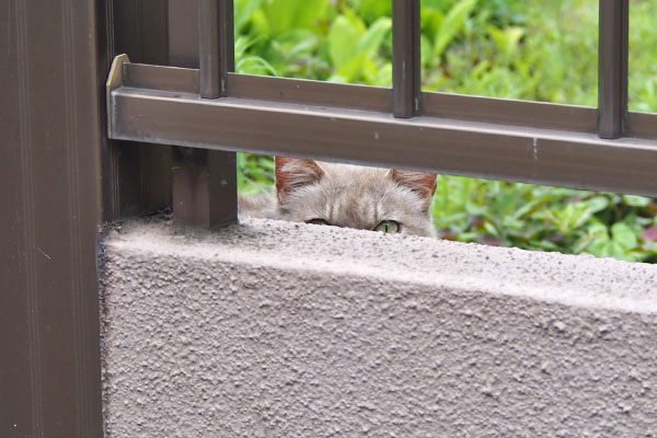 グリ　こちらを確認中