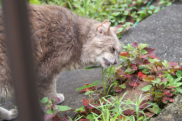 グリ　サラダタイム