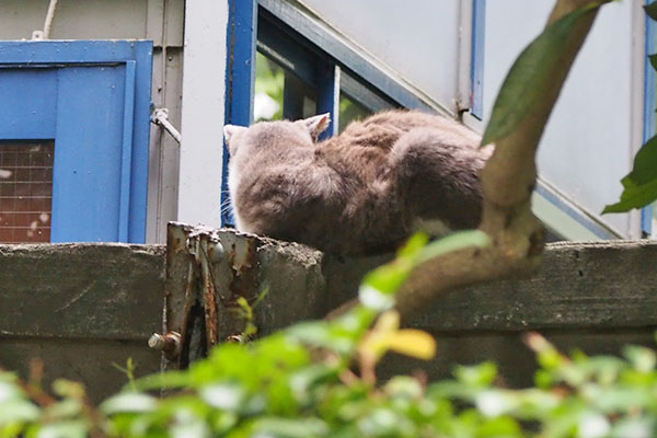 レックス　塀の上香箱　横見る