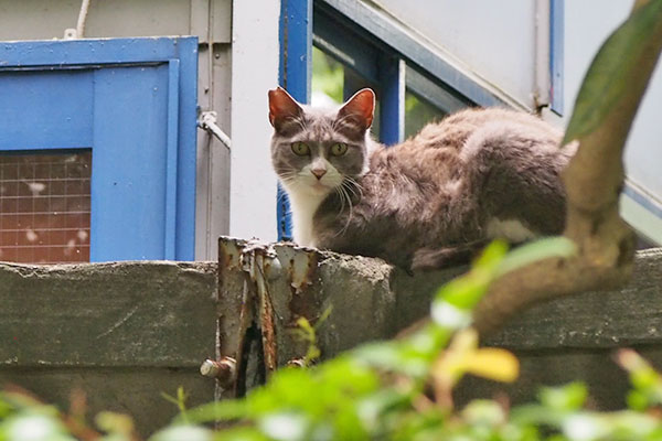 レックス　塀の上香箱気付く