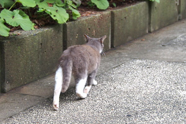 レックス　追い抜く