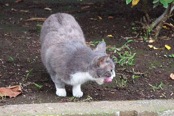 レックス　ごちにゃ