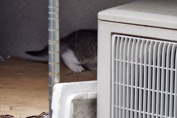 リンクスの子供　どっか行った