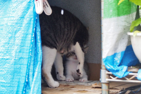 リンクス　仔猫のとこへ２