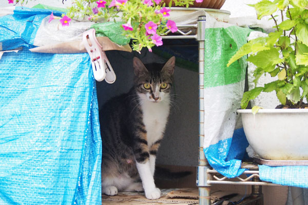 リンクス　本日は終了にゃ