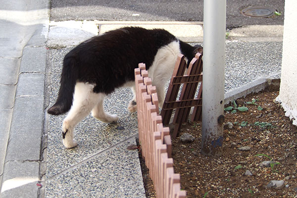 ニコル　右へ