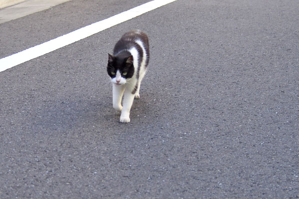 ニコル　道路を斜めに