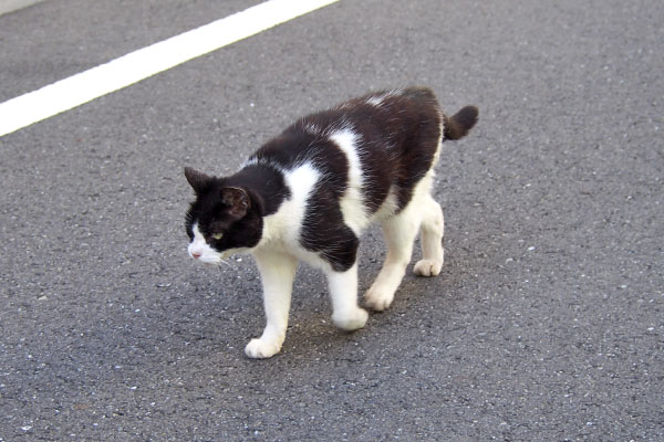 ニコル　狩りの時間