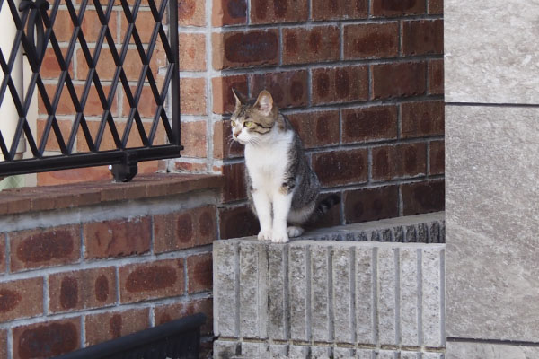 さくら　食べるにはあっちに行かねば