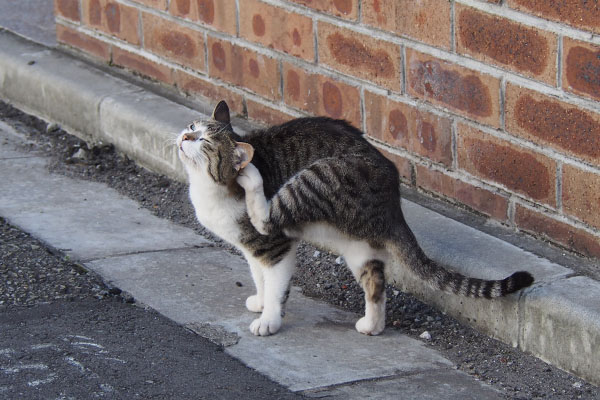 さくら　首が痒い