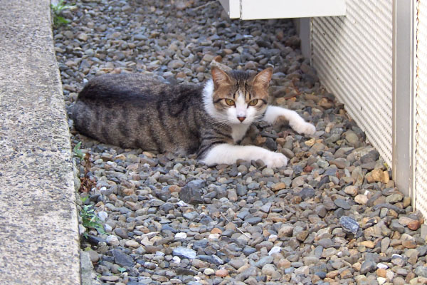 コルビ　お隣の敷地