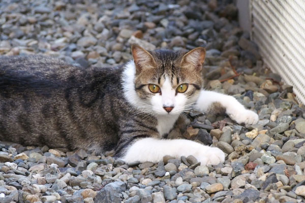 コルビ　お隣の敷地アップ