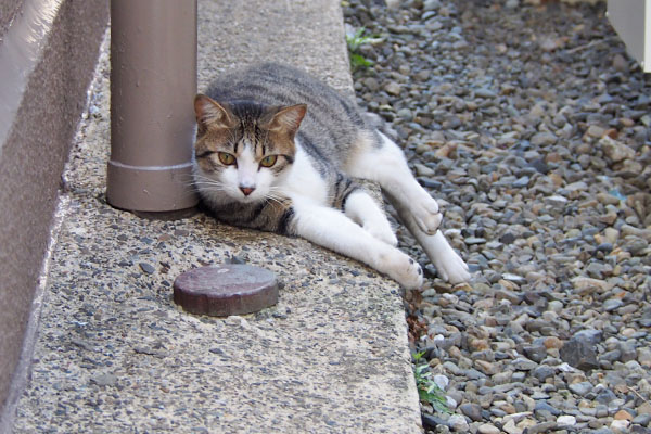 コルビ　自宅の敷地