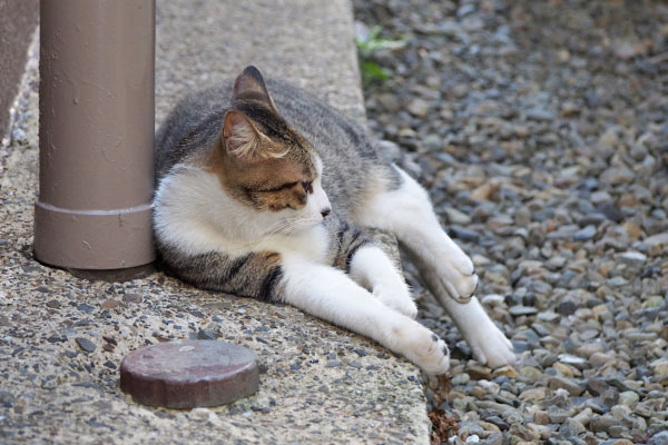 コルビ　自宅の敷地　横向く