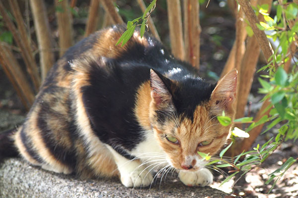 ミク　食べてる