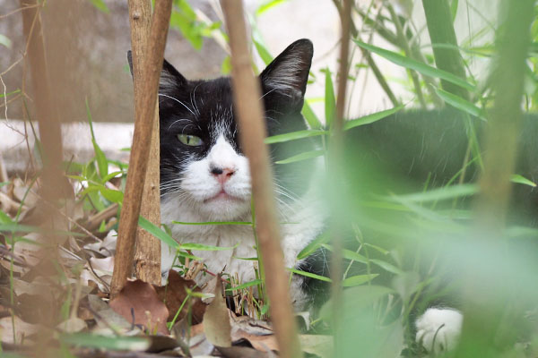 pochi sitting on the leaves