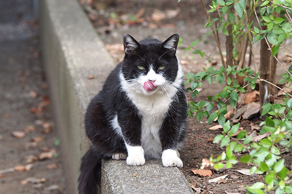 ポチ　食後は豪快にぺろ２