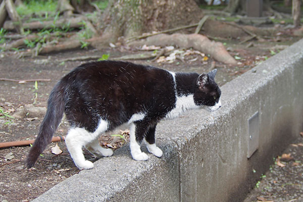 ポチ　向こうで食べるにゃ