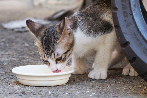 クー太　食欲がすごい