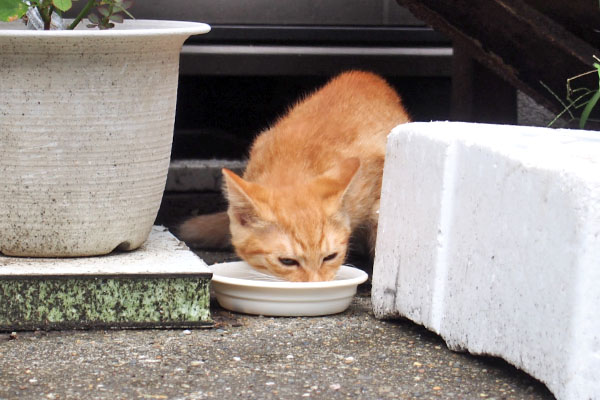 茶トラ仔猫　食べてる