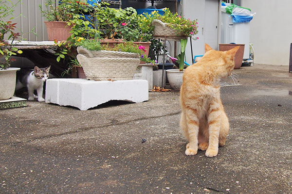 ソラちゃんとキジ白仔猫