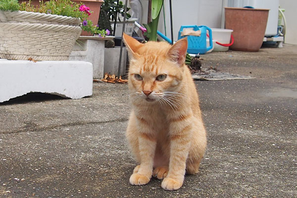 ソラちゃん　転がろうか考え中