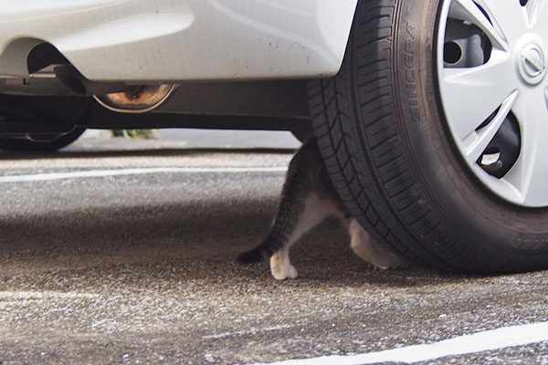 リン　車の下