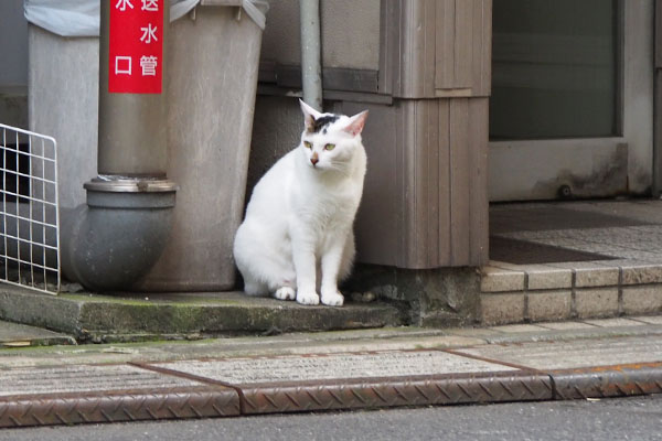 オーロラ　出て来て