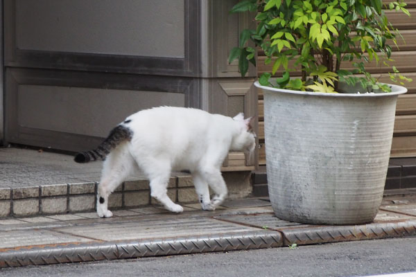 オーロラ　すんすん歩く