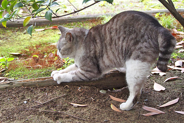 クロム　爪を研ぐ