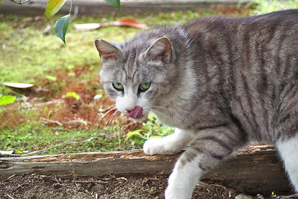 クロム　爪を研ぎ終了