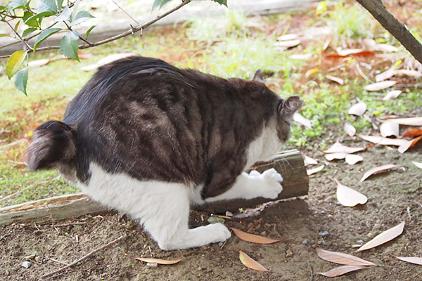 タンタル　爪研ぎ