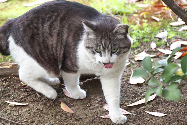 タンタル　爪研ぎ終了