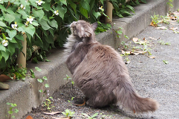 マフ　見定め中