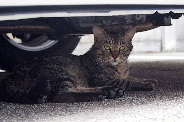 シマヲ　車の下２