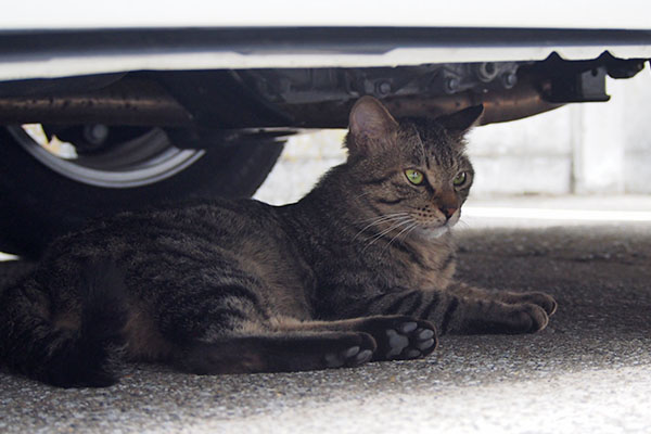 シマヲ　車の下