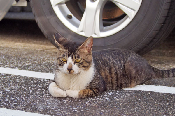 のんびり　ホット