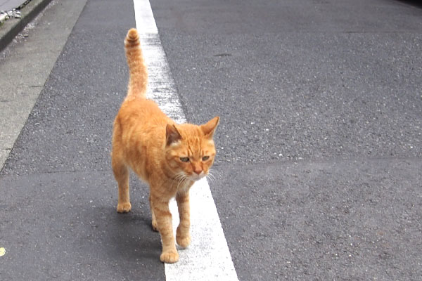 カブ　普通に歩く